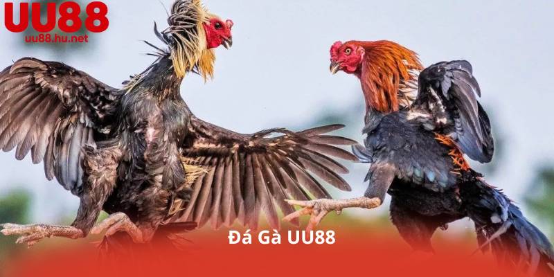 Đá Gà UU88 – Tỷ Lệ Cược Cao, Trả Thưởng Nhanh, An Toàn Tuyệt Đối