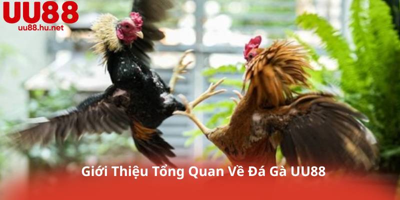 Giới Thiệu Tổng Quan Về Đá Gà UU88