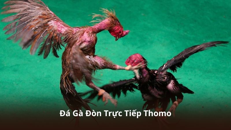 Đá Gà Đòn Trực Tiếp Thomo – Cập Nhật Trận Đấu Mới Nhất Hôm Nay
