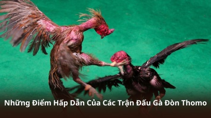 Những Điểm Hấp Dẫn Của Các Trận Đấu Gà Đòn Thomo