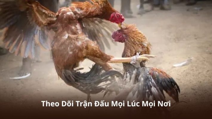 Theo Dõi Trận Đấu Mọi Lúc Mọi Nơi
